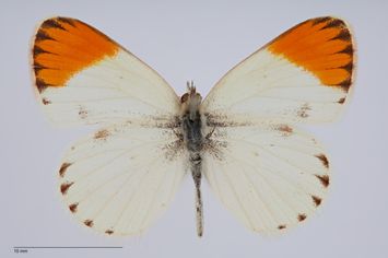 Vorschaubild Colotis evagore nouna auresiaca interposita f. flavide apicata Stauder, 1922